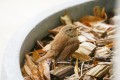 assommé le troglodyte mignon