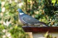 Jacques_P pigeon