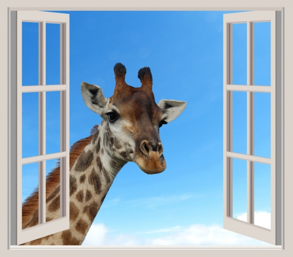 portrait-girafe-fenetre-ouverte-images-photos-gratuites-1560x1368