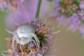 petite araignée blanche sur fleur de menthe