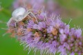 petite araignée blanche sur fleur de menthe 1