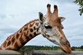 girafe-du-zoo-de-mervent