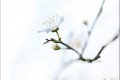 Fleur de prunier