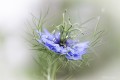 Nigelle de Damas