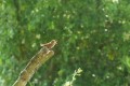 Chante troglodyte mignon