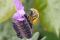 Lavande papillon
