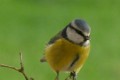 Mésange en équilibre