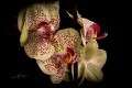 Thierry - Orchidée
